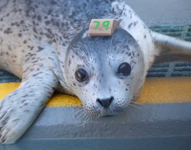harbor seal Eggie