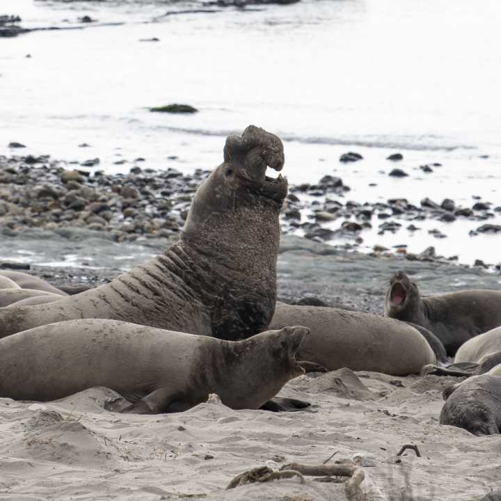 Elephant seal at Año Nuevo