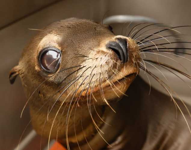 California sea lion Blackbeard