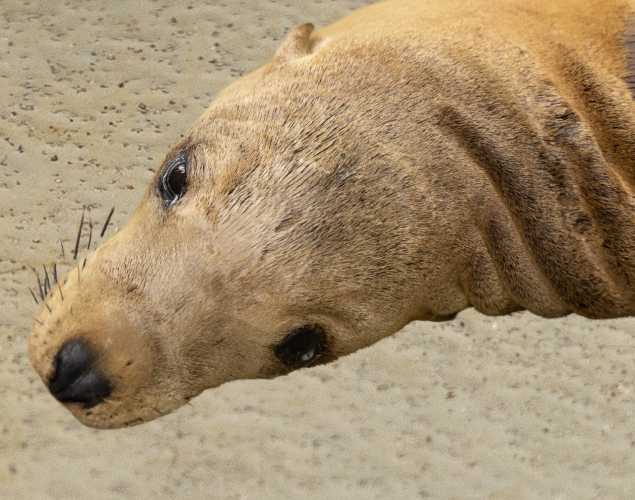 royanator california sea lion