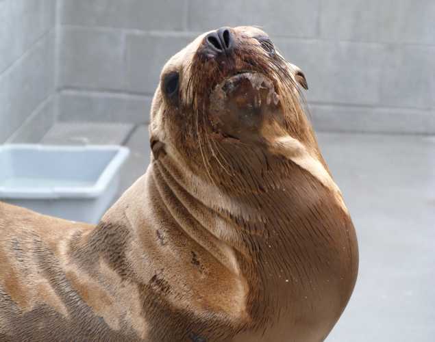 California sea lion Pleasing