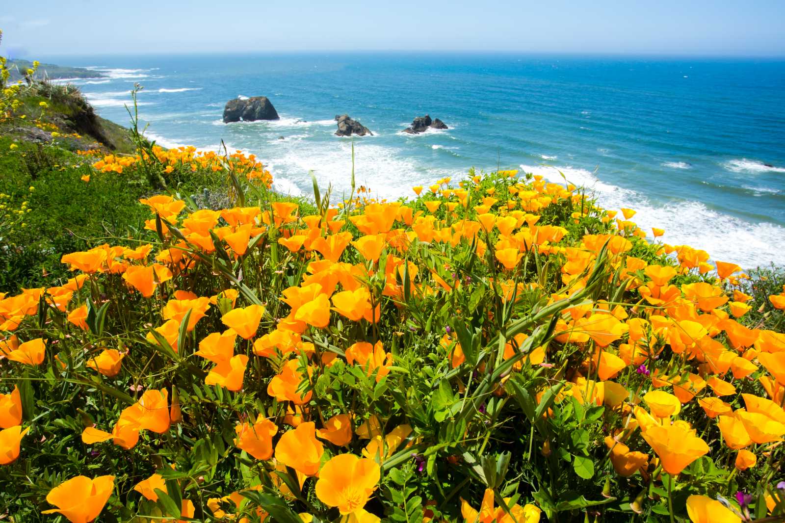 Mendocino coast with poppies blooming in the foreground