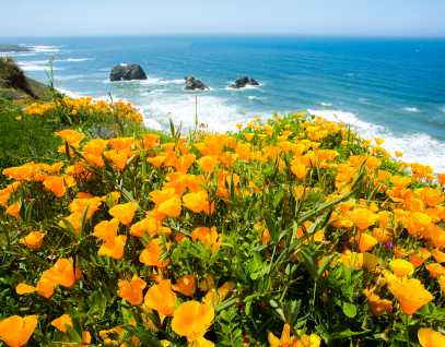 Mendocino coast with poppies blooming in the foreground