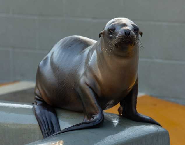California sea lion