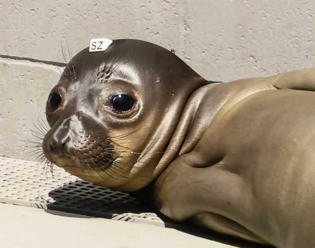 northern elephant seal Glider