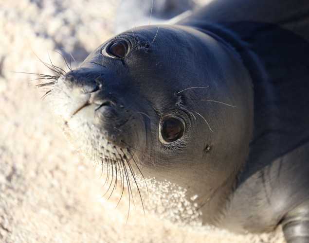 Hawaiian monk seal Ikaika