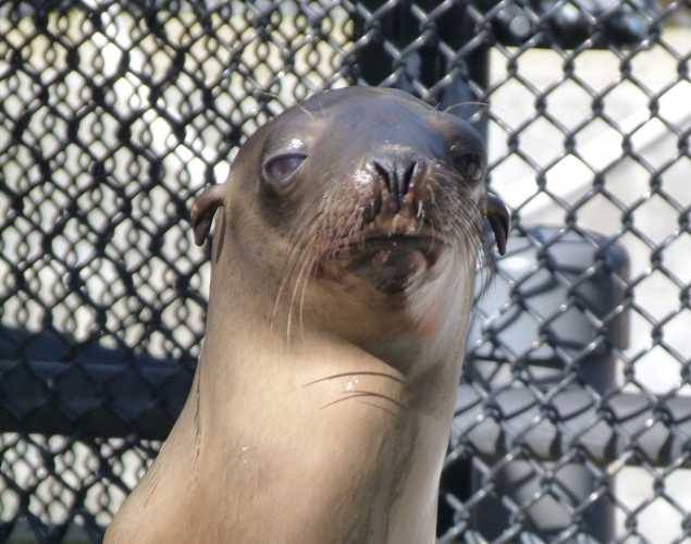 California sea lion Seataxi