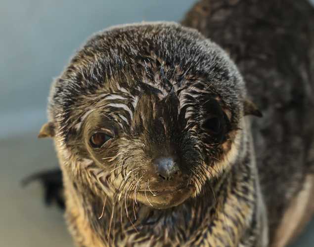 northern fur seal Larissa