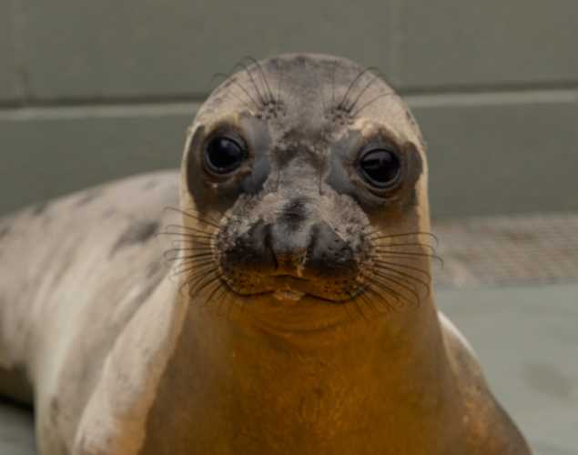 northern elephant seal Deimdog