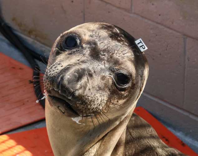 northern elephant seal Pluot