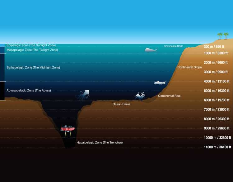 An illustrated graphic shows ocean depth zones: sunlight zone, twilight zone, midnight zone, abyss, trenches.
