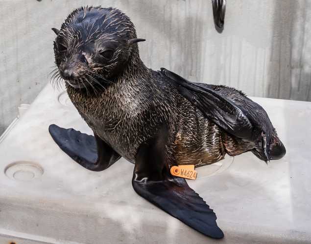 Guadalupe fur seal Quartz