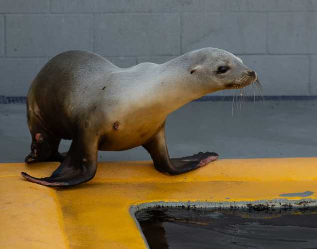 California sea lion Thunder