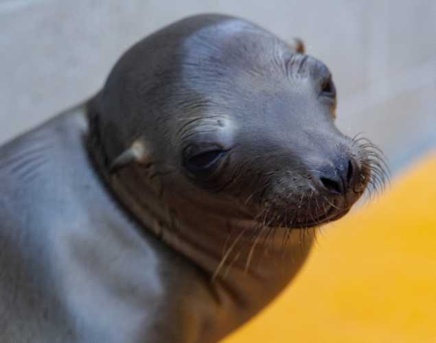 California sea lion