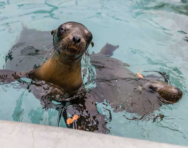 Two California sea lion pups in the water