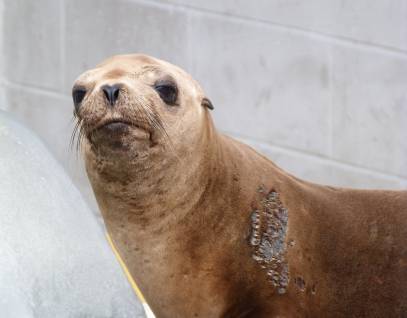 California sea lion Namara