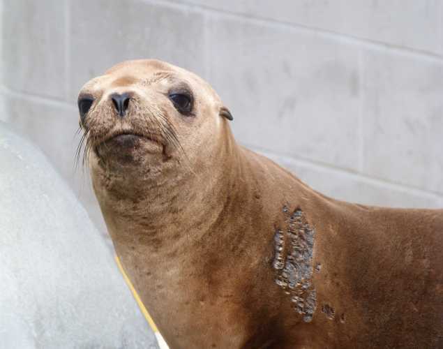 California sea lion Namara