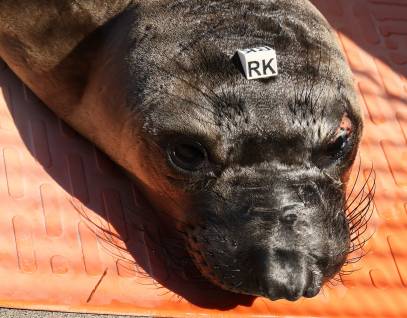 northern elephant seal Roper