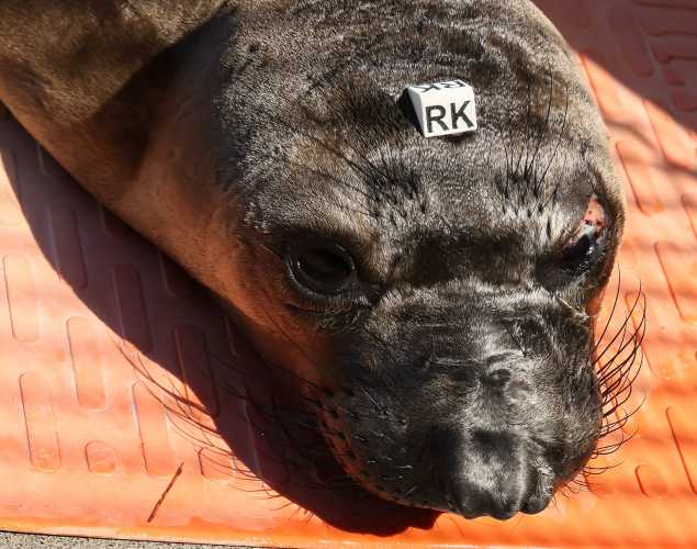 northern elephant seal Roper