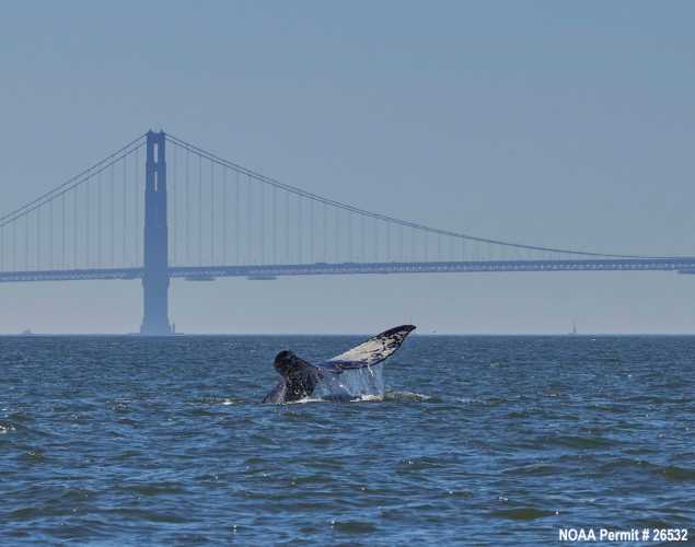 gray whales seen in the San Francisco Bay 