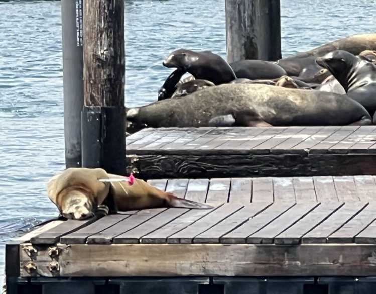 A California sea lion with a red dart in its shoulder is on a dock in front of a marine mammal rescue team on a boat.