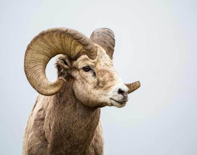 bighorn sheep