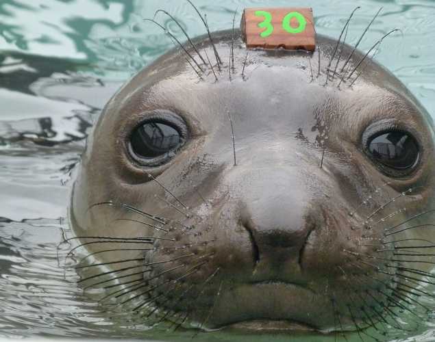 northern elephant seal Triceratops