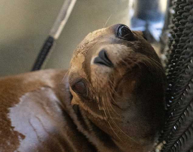 California sea lion Darrell