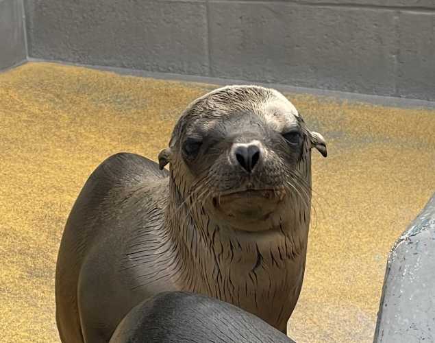 California sea lion Bucatini