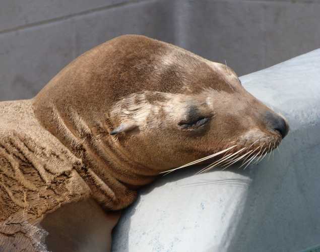California sea lion Hardy