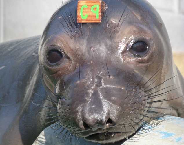 northern elephant seal Largo