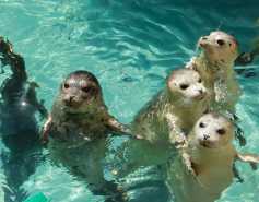 a group of harbor seals in the water