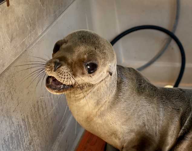 California sea lion Twiston