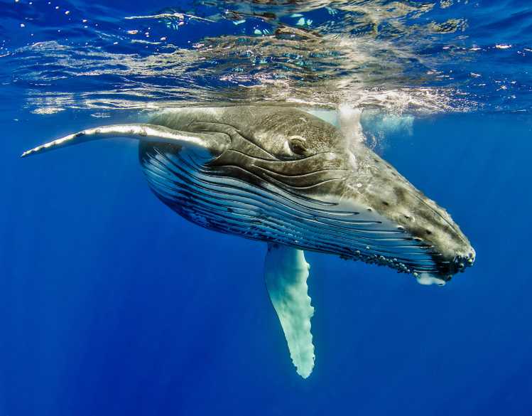 An underwater view of a humpback whale calf swimming below the ocean surface.