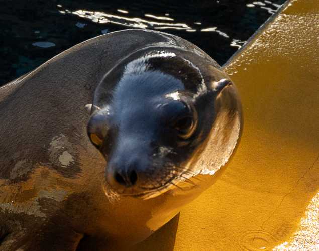 California sea lion Solpup