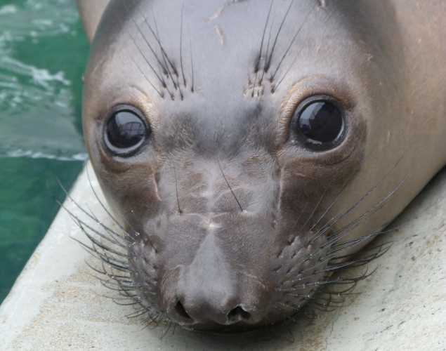northern elephant seal Stagecoach