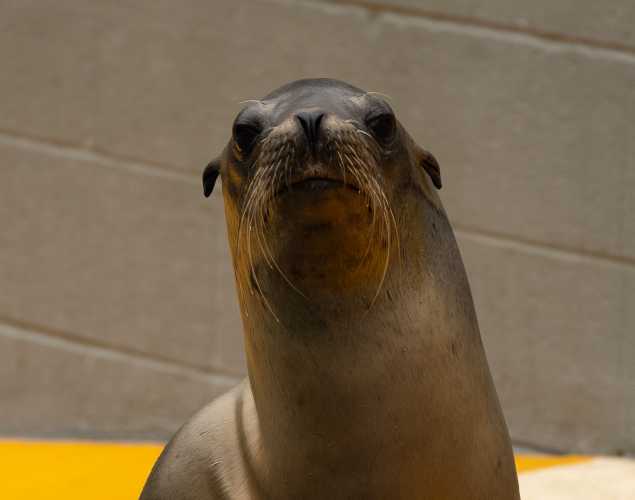 California sea lion Rubicon