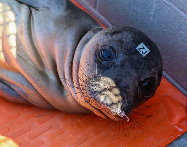 northern elephant seal Sheerwater