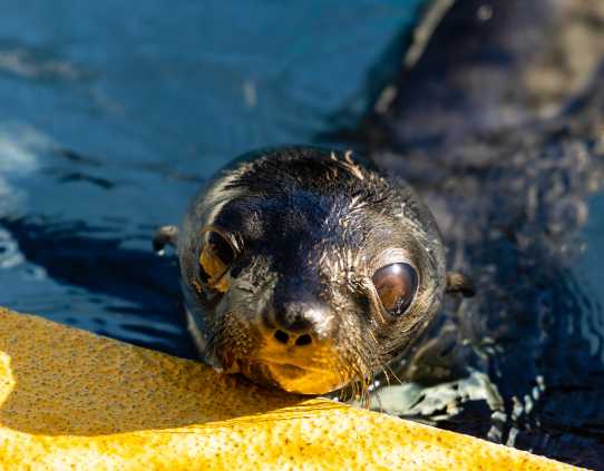 Guadalupe fur seal Giant