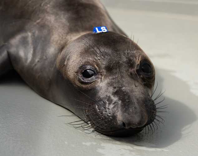 northern elephant seal Sloan