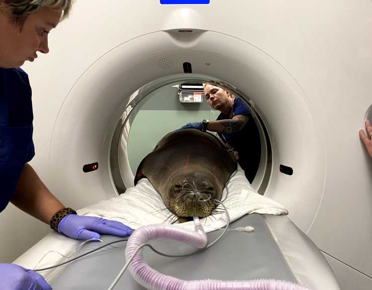 Veterinary professionals move an endangered Hawaiian monk seal through a CT scan to support conservation efforts.