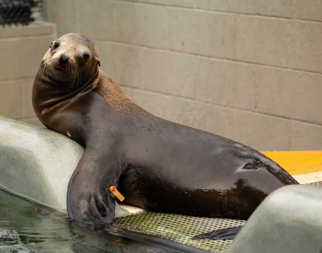 California sea lion
