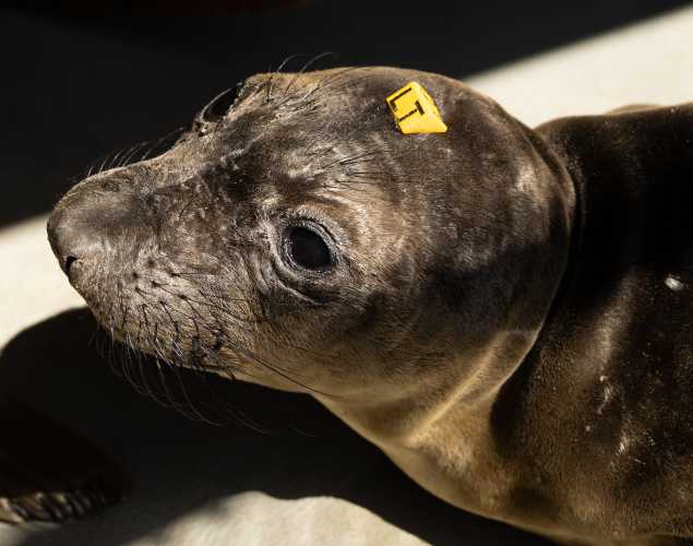 northern elephant seal Tiago