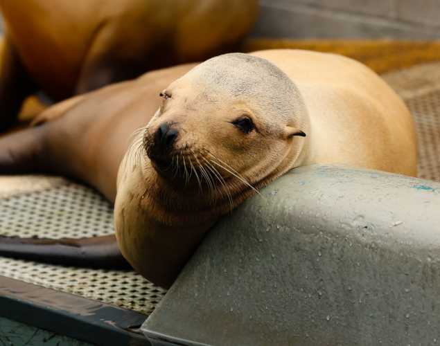 California sea lion Himperdink