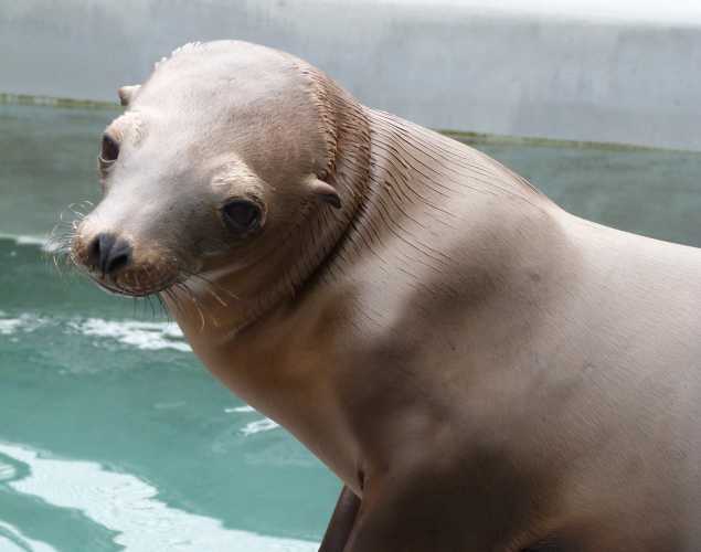 California sea lion Martimus