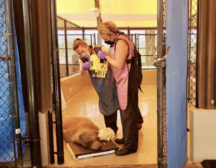 Two veterinarians hold a yellow radiograph machine above a Hawaiian monk seal during its rehabilitation.