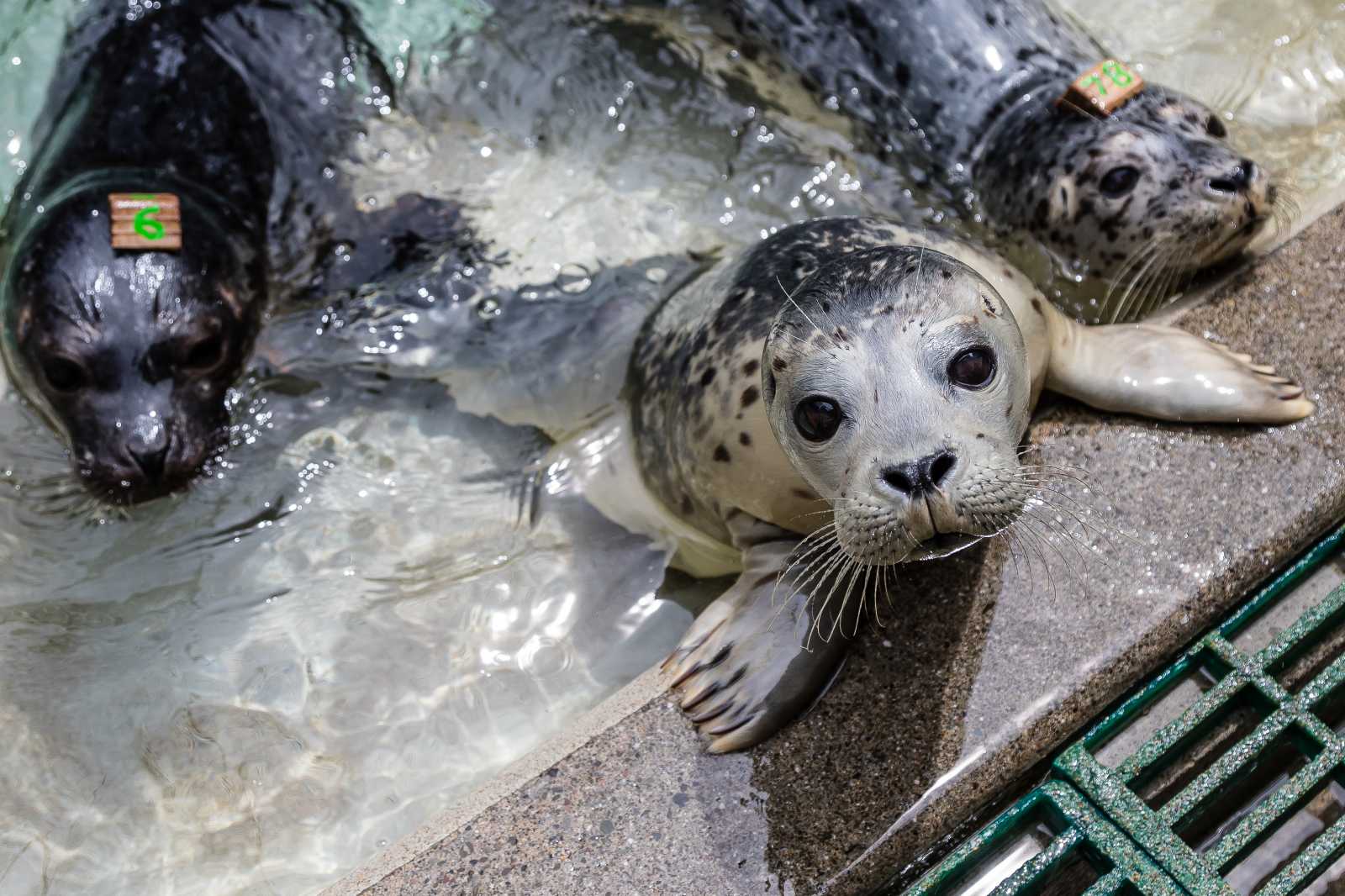 three harbor seal pups