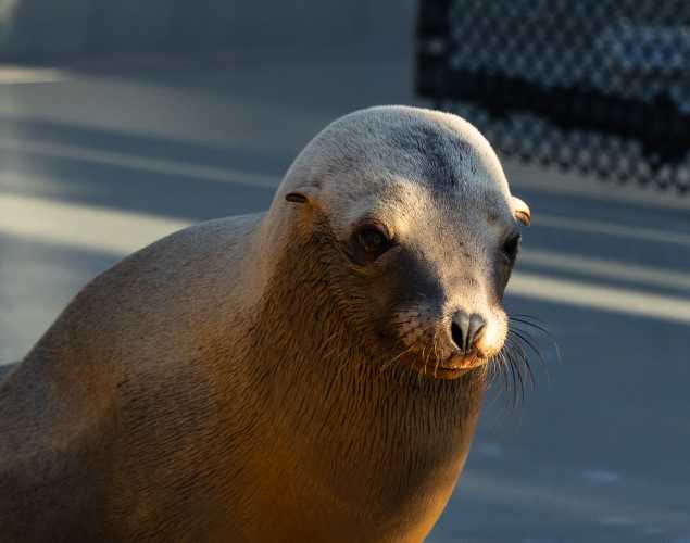 California sea lion Holiday