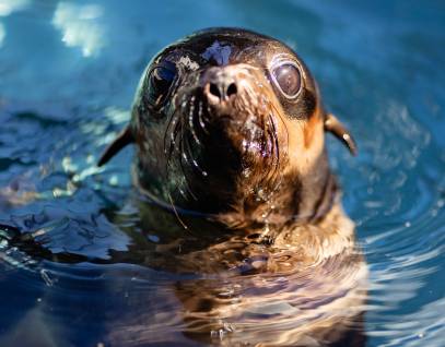 northern fur seal Droplet