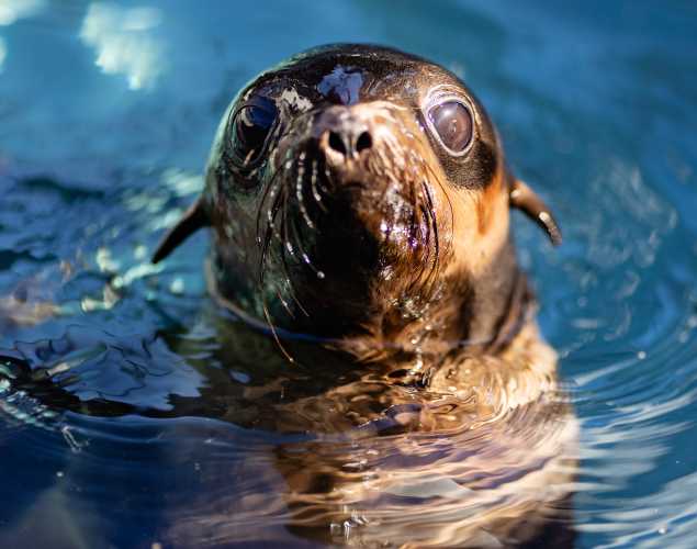 northern fur seal Droplet